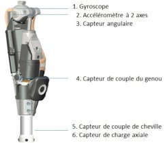 Genou à microprocesseur