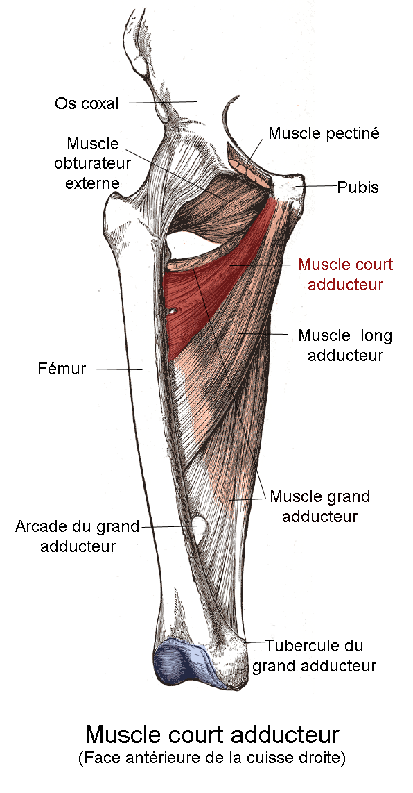 Muscle court adducteur