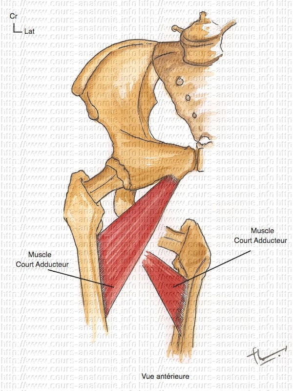 Muscle court adducteur isolé