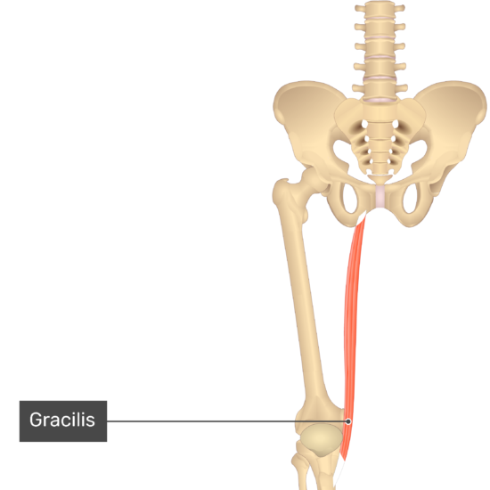 Muscle gracile