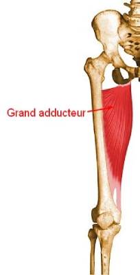 Muscle grand adducteur