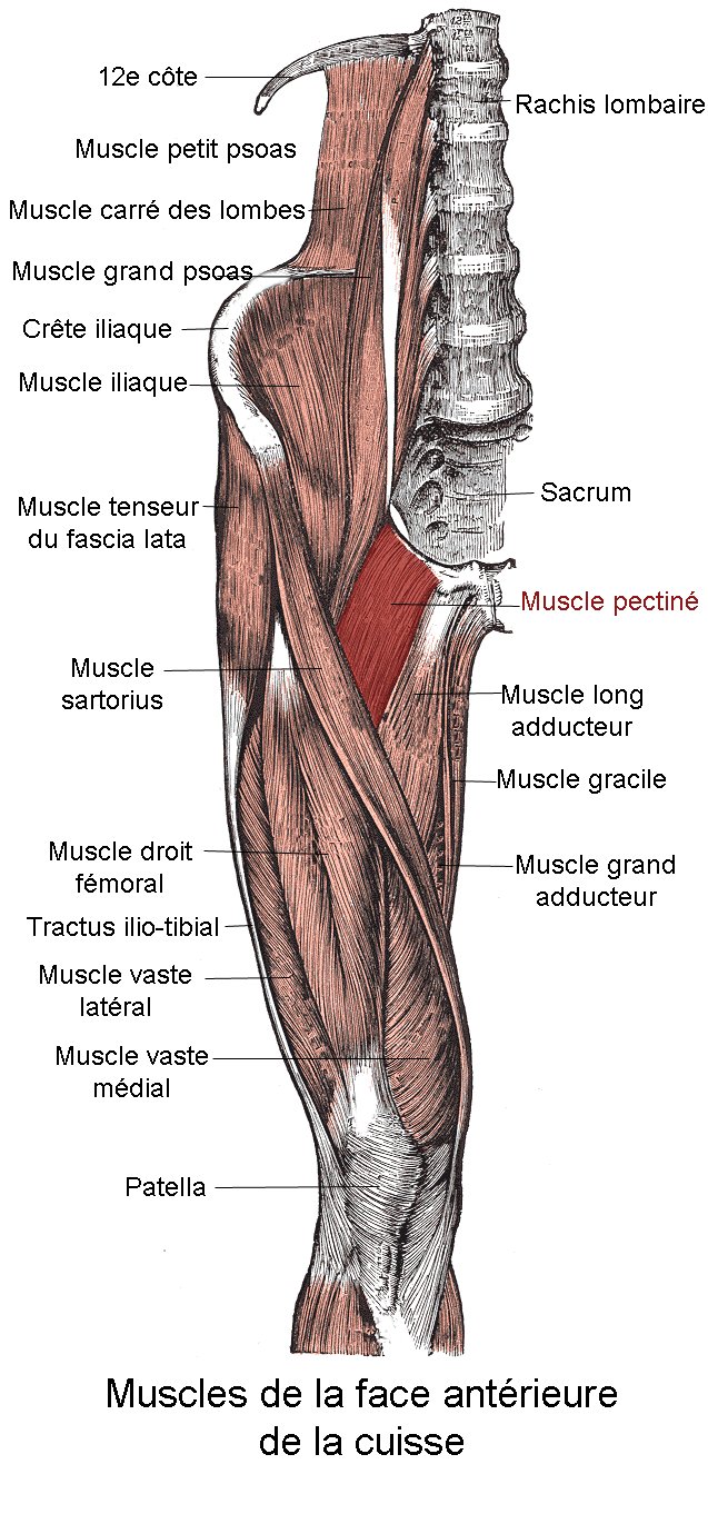 Muscle pectiné