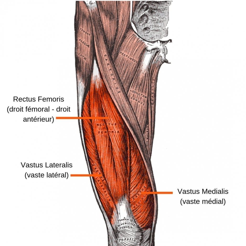 Muscle quadriceps