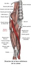 Muscle sartorius