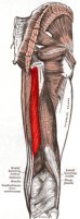 Muscle semi-tendineux