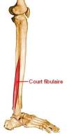 Muscle court fibulaire