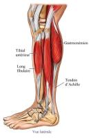 Muscle long fibulaire