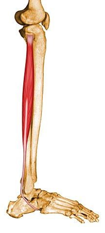 Muscle long fibulaire