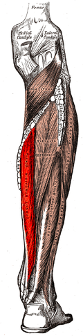 Muscle long fléchisseur des orteils