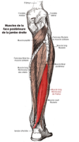 Muscle long fléchisseur du gros orteil