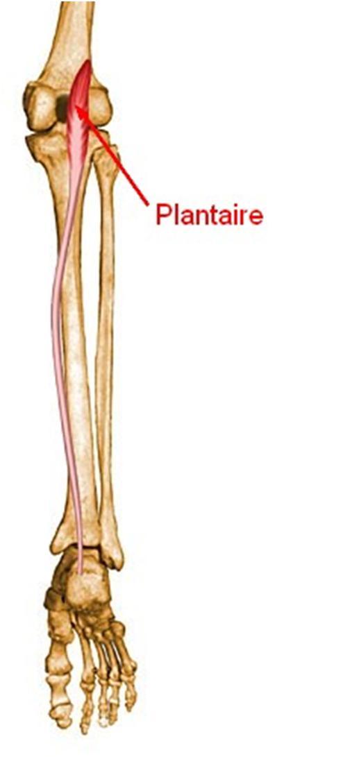 Muscle plantaire