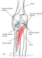 Schéma muscle poplité