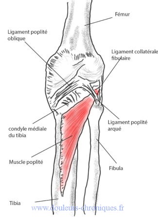 Schéma muscle poplité