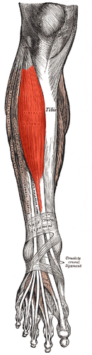 Muscle tibial antérieur