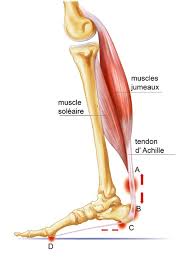 Muscle triceps sural
