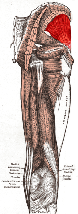 Muscle petit glutéal