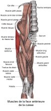 Muscle TFL