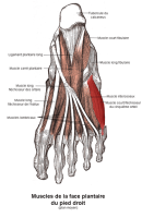 Muscle court fléchisseur du petit orteil