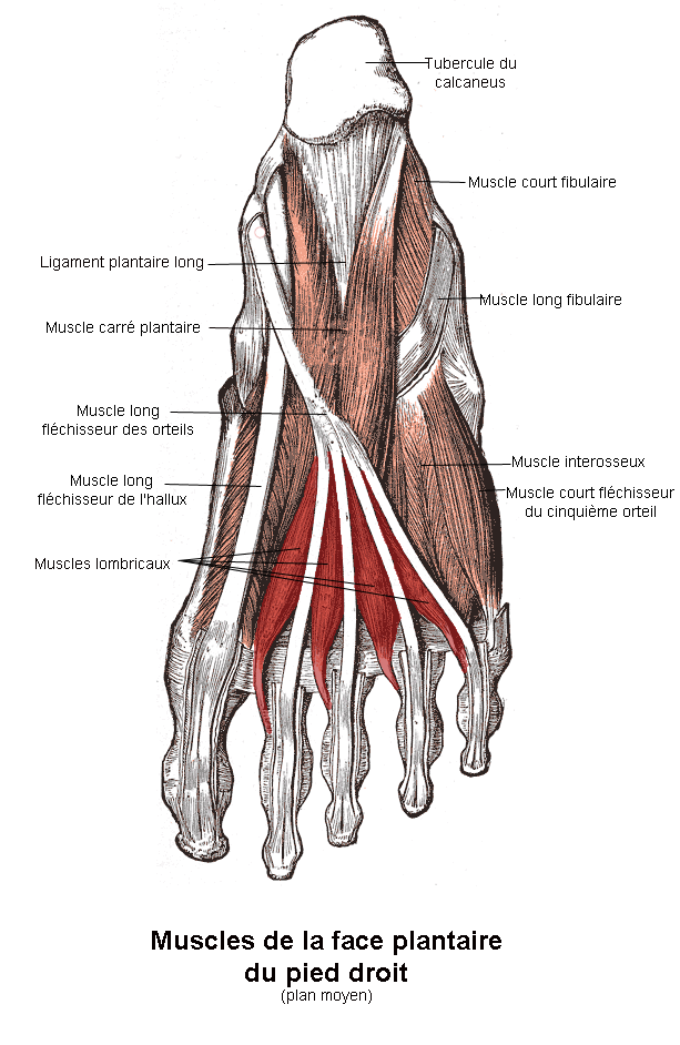 Muscles lombricaux du pied