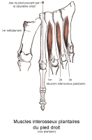 Muscles interosseux plantaires du pied