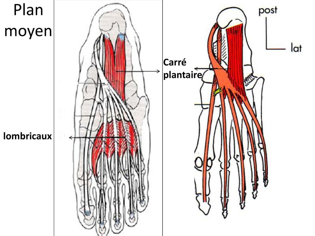 Muscle carré plantaire
