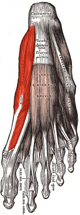 Muscle abducteur de l'hallux