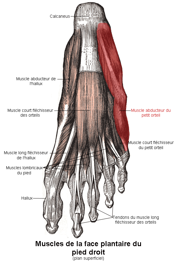 Muscle abducteur du petit orteil