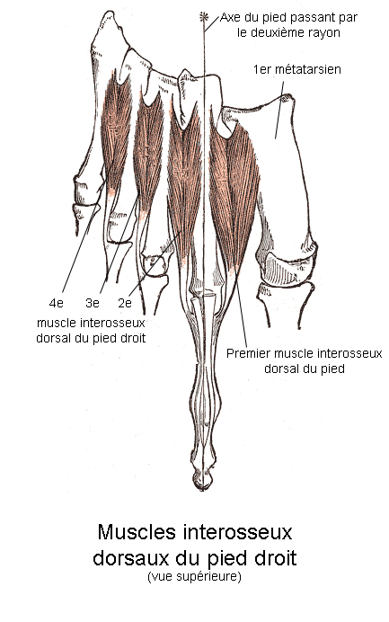 Muscles interosseux dorsaux du pied