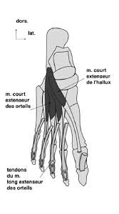 Muscle court extenseur des orteils
