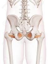 Muscle obturateur externe