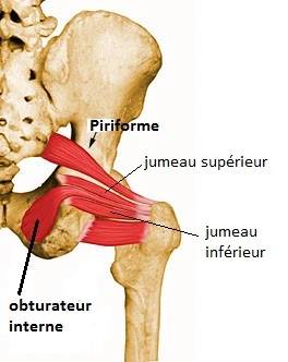 Muscle jumeau inférieur