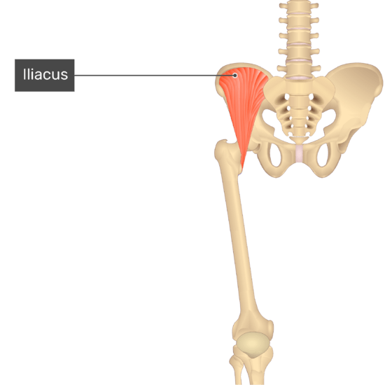 Muscle iliaque