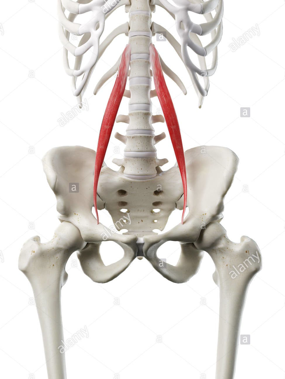 Muscle petit psoas