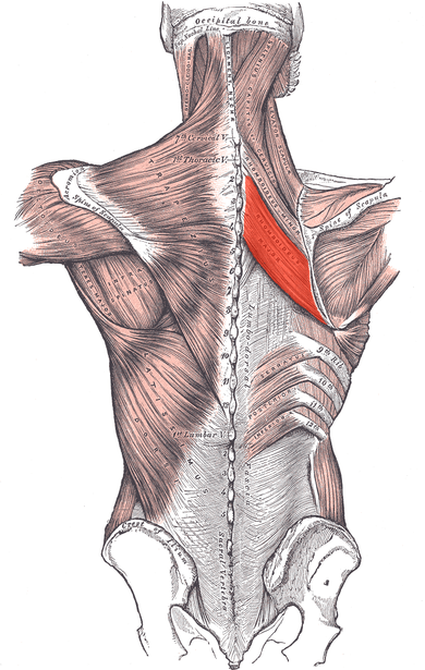 Muscle grand rhomboïde