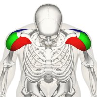 Muscle deltoïde vue antérieure