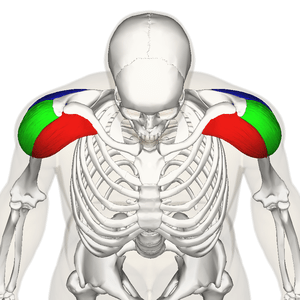 Muscle deltoïde vue antérieure