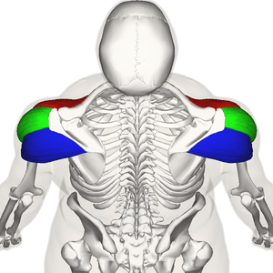 Muscle deltoïde vue postérieure