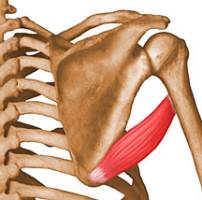 Muscle extenseur ulnaire du carpe : douleurs et trigger points
