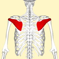Muscle infra-épineux