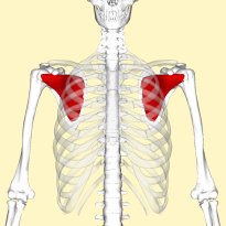 Muscle subscapulaire