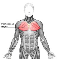 Muscle grand pectoral