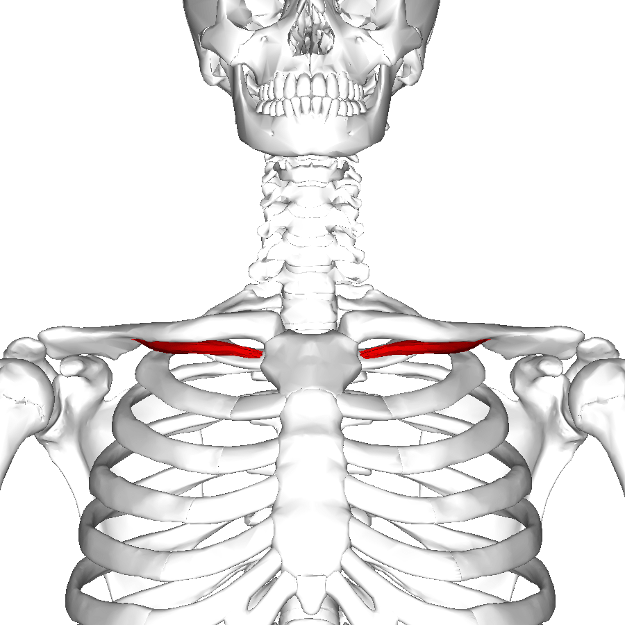 Muscle subclavier