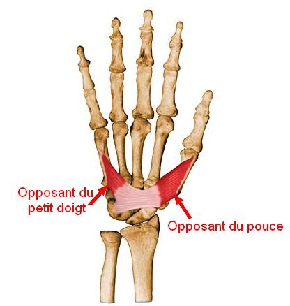 Muscle opposant du petit doigt