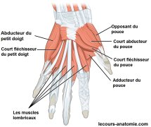 Muscles superficiels de la main