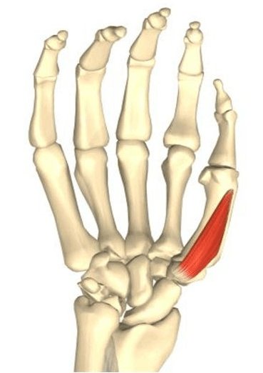 Muscle opposant du pouce