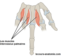 Muscles interosseux palmaires