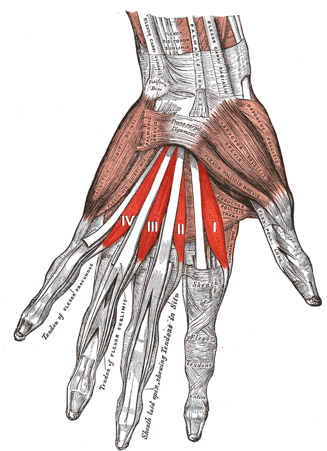Muscles lombricaux