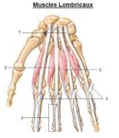 Muscles lombricaux