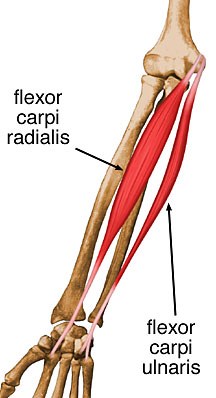 Muscles fléchisseurs du carpe