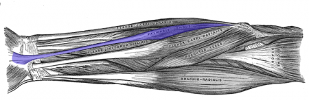 Muscle long palmaire